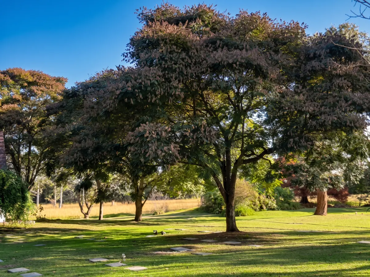Árbol de gran porte sobre el césped del parque, con cielo despejado.