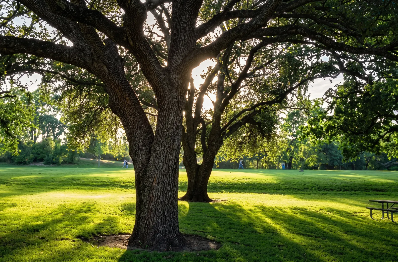 Añosos árboles sobre el césped del parque.